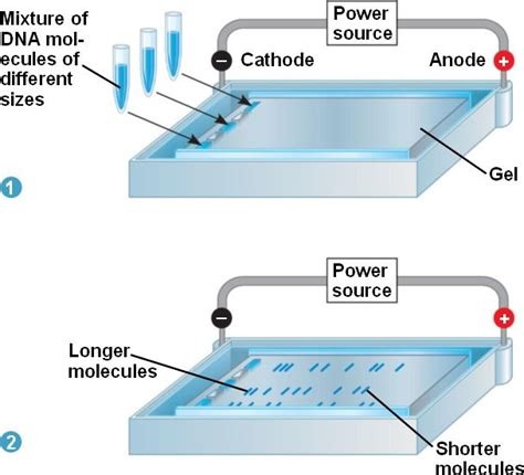3.1: Gel Electrophoresis .